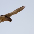 Kestrel (Falco tinnunulus) Mark Elvin